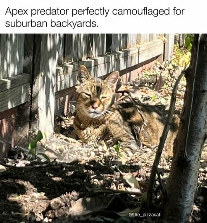 “Be The Entire Problem”: 56 Cat Memes For People Whose Life Mission Is To ‘Pspsp’ To Every Cat