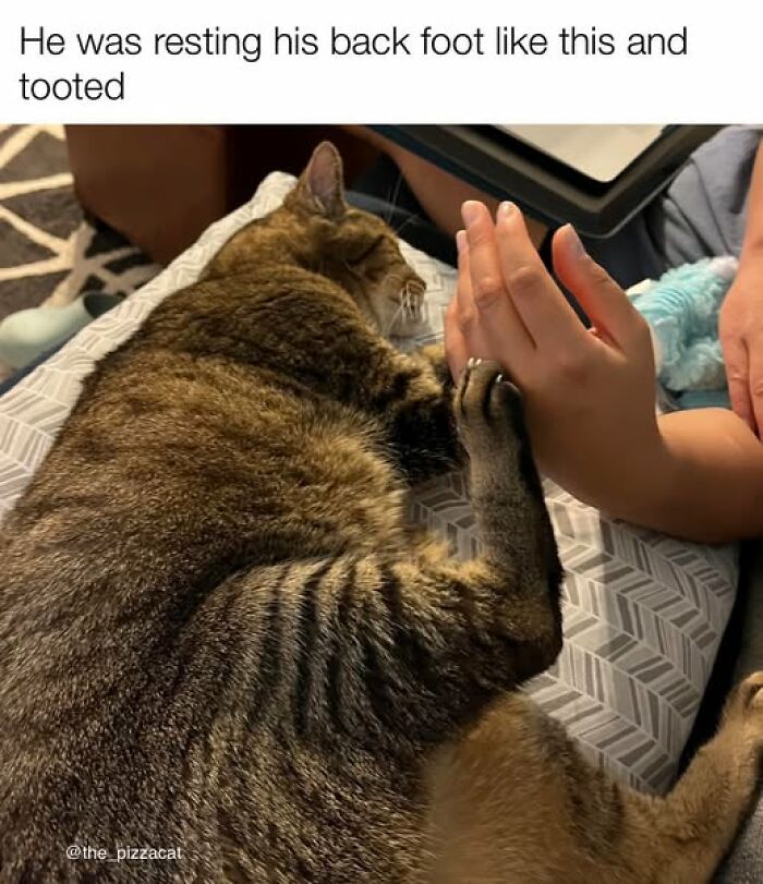 “Be The Entire Problem”: 56 Cat Memes For People Whose Life Mission Is To ‘Pspsp’ To Every Cat