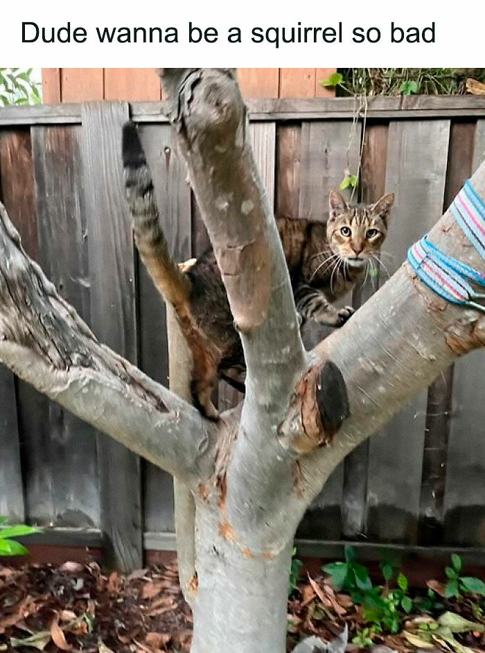 “Be The Entire Problem”: 56 Cat Memes For People Whose Life Mission Is To ‘Pspsp’ To Every Cat