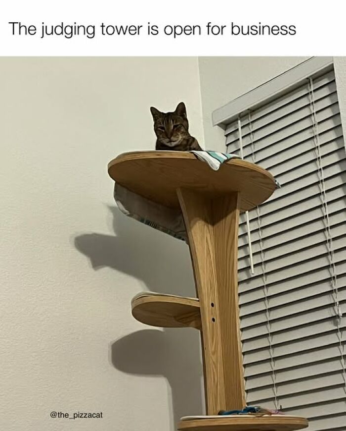 “Be The Entire Problem”: 56 Cat Memes For People Whose Life Mission Is To ‘Pspsp’ To Every Cat
