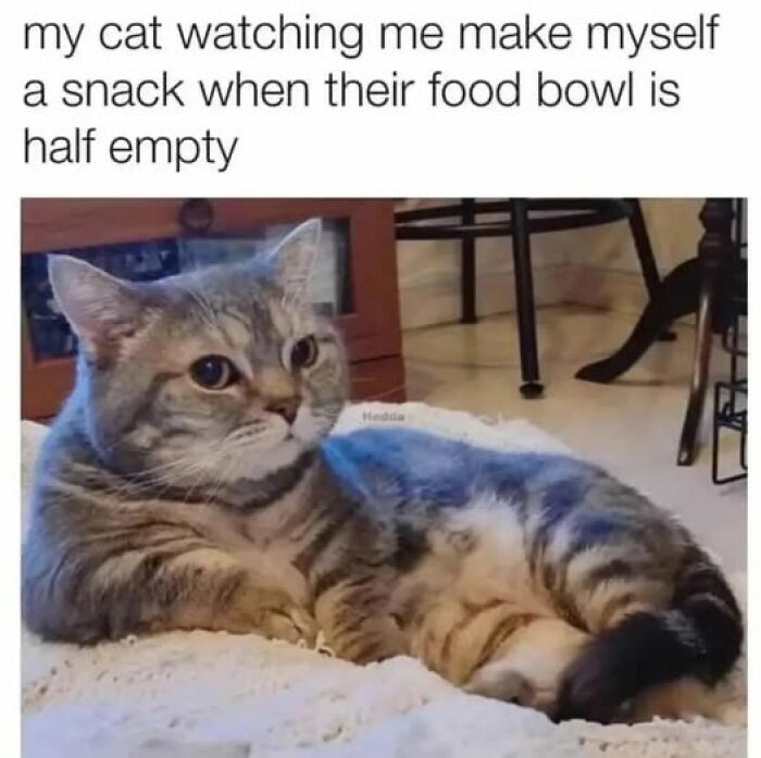 “Be The Entire Problem”: 56 Cat Memes For People Whose Life Mission Is To ‘Pspsp’ To Every Cat