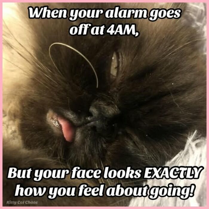 “Be The Entire Problem”: 56 Cat Memes For People Whose Life Mission Is To ‘Pspsp’ To Every Cat