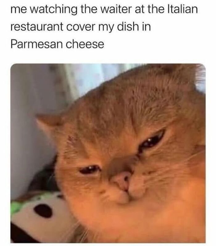 “Be The Entire Problem”: 56 Cat Memes For People Whose Life Mission Is To ‘Pspsp’ To Every Cat