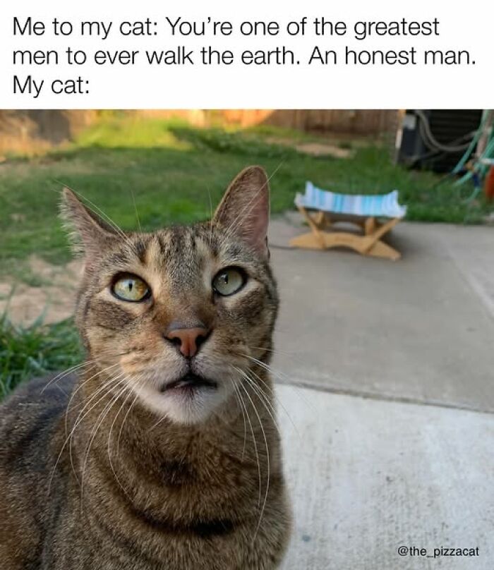 “Be The Entire Problem”: 56 Cat Memes For People Whose Life Mission Is To ‘Pspsp’ To Every Cat