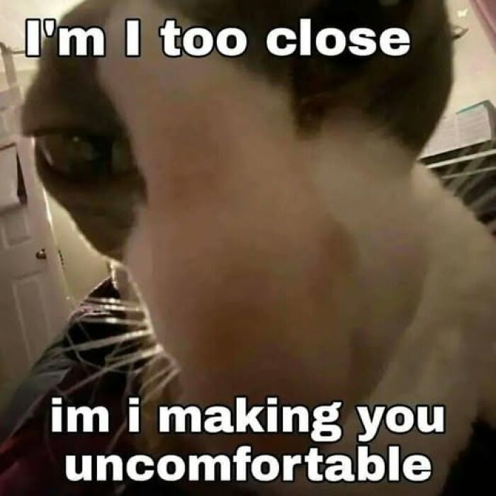 “Be The Entire Problem”: 56 Cat Memes For People Whose Life Mission Is To ‘Pspsp’ To Every Cat
