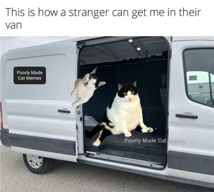 “Be The Entire Problem”: 56 Cat Memes For People Whose Life Mission Is To ‘Pspsp’ To Every Cat