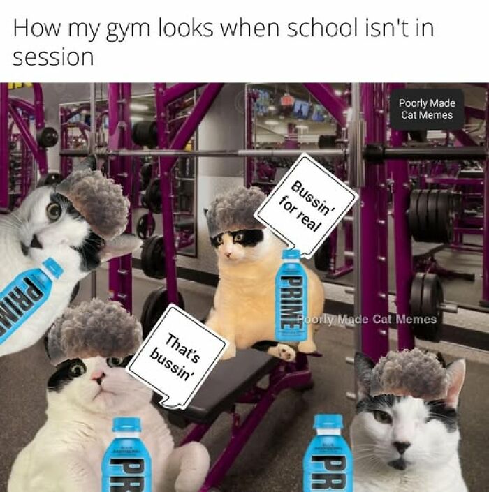 “Be The Entire Problem”: 56 Cat Memes For People Whose Life Mission Is To ‘Pspsp’ To Every Cat