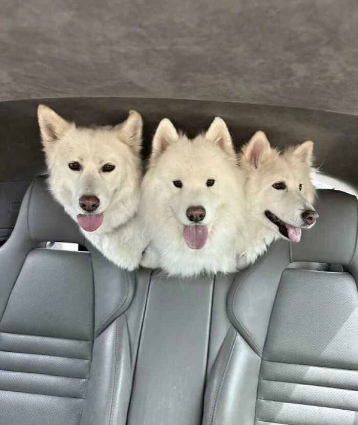 91 Pics That Came Out So Weird, They Became Blessed And Cursed All At Once