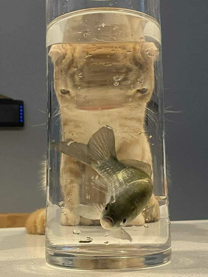 91 Pics That Came Out So Weird, They Became Blessed And Cursed All At Once