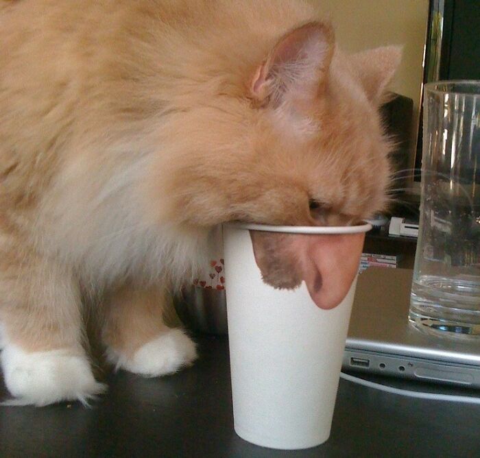 91 Pics That Came Out So Weird, They Became Blessed And Cursed All At Once