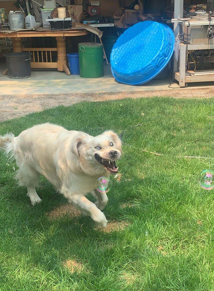 91 Pics That Came Out So Weird, They Became Blessed And Cursed All At Once