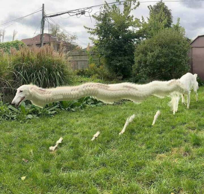 91 Pics That Came Out So Weird, They Became Blessed And Cursed All At Once