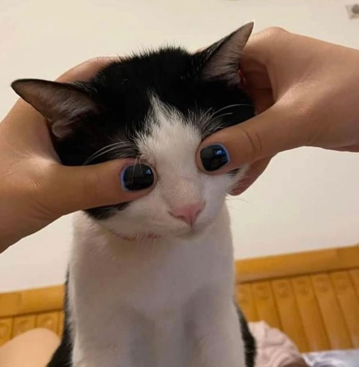 91 Pics That Came Out So Weird, They Became Blessed And Cursed All At Once