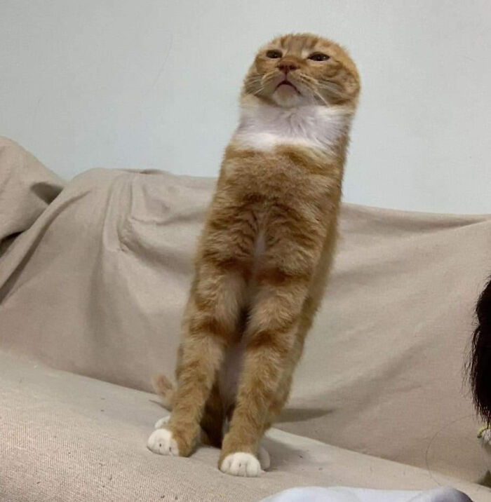 91 Pics That Came Out So Weird, They Became Blessed And Cursed All At Once