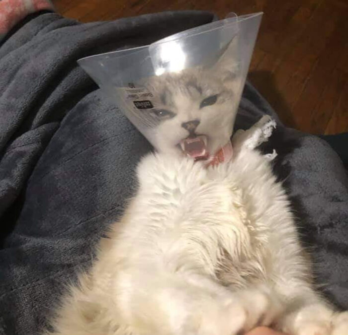 91 Pics That Came Out So Weird, They Became Blessed And Cursed All At Once