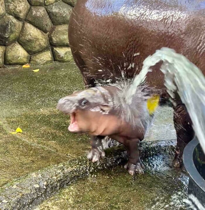 91 Pics That Came Out So Weird, They Became Blessed And Cursed All At Once