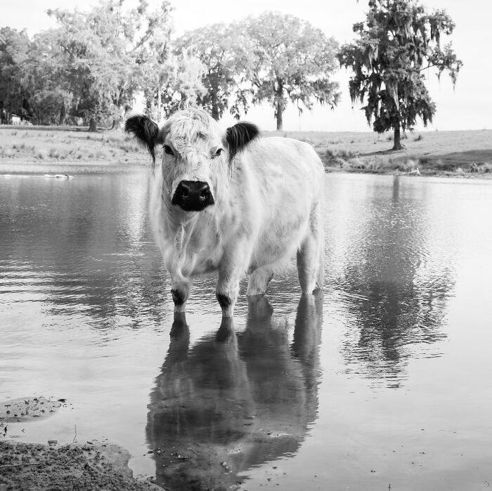 “Voices Of The Herd”: My Portraits Of Rescued Cows Might Change The Way You See Farm Animals