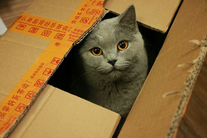 &#8220;Zip-Line Your Boxes Out&#8221;: 30 Pieces Of Unhinged Moving Advice That Should Make Things Easier