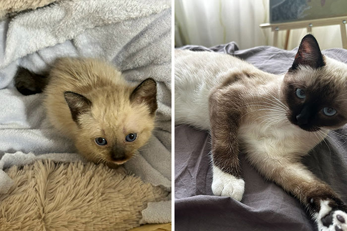 “Cat Grows”: 29 Side-By-Side Comparisons Of Cats Now And When They Were Little (New Pics)