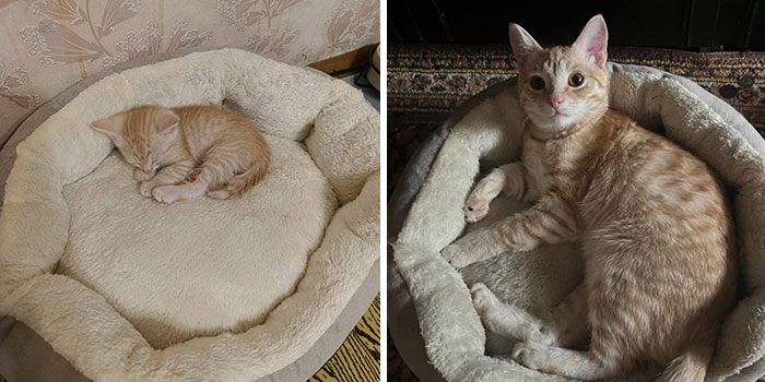 “Cat Grows”: 29 Side-By-Side Comparisons Of Cats Now And When They Were Little (New Pics)