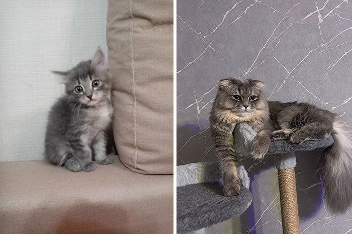 “Cat Grows”: 29 Side-By-Side Comparisons Of Cats Now And When They Were Little (New Pics)