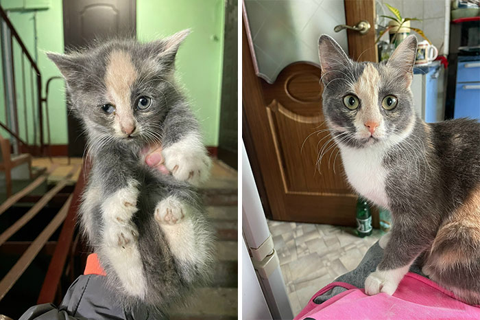 “Cat Grows”: 29 Side-By-Side Comparisons Of Cats Now And When They Were Little (New Pics)