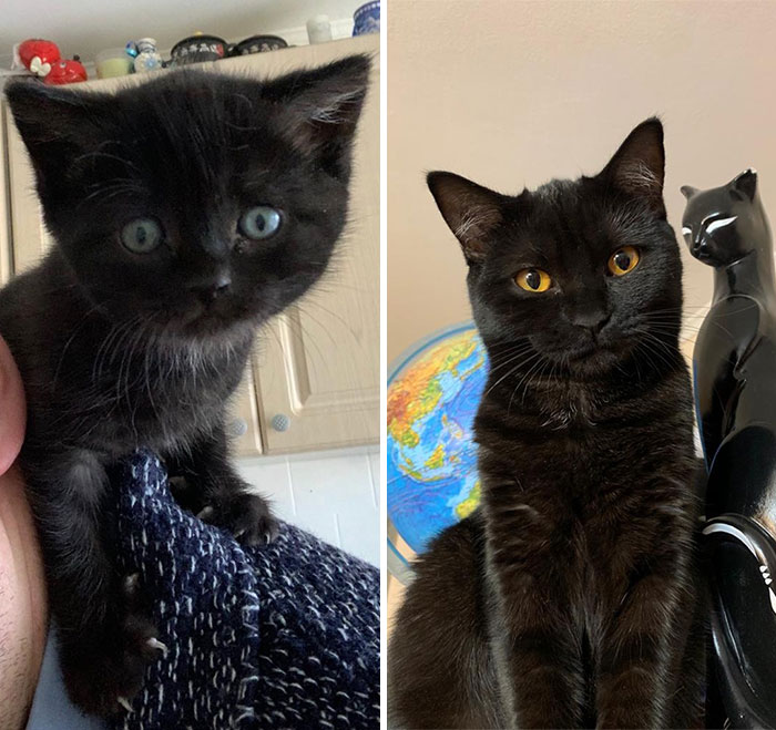 “Cat Grows”: 29 Side-By-Side Comparisons Of Cats Now And When They Were Little (New Pics)