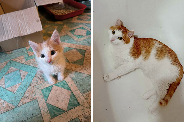 “Cat Grows”: 29 Side-By-Side Comparisons Of Cats Now And When They Were Little (New Pics)