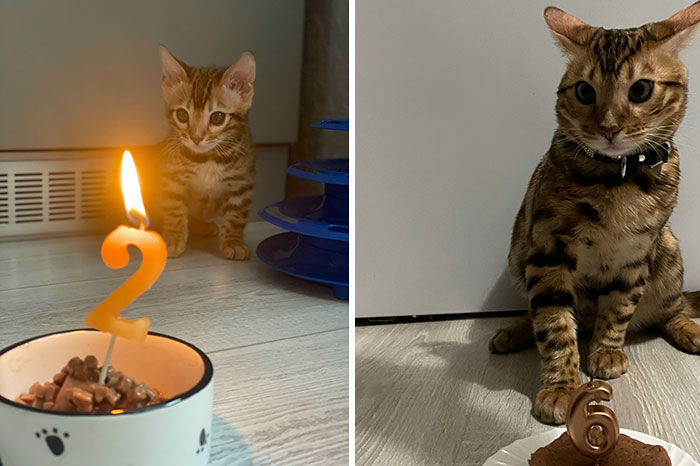 “Cat Grows”: 29 Side-By-Side Comparisons Of Cats Now And When They Were Little (New Pics)