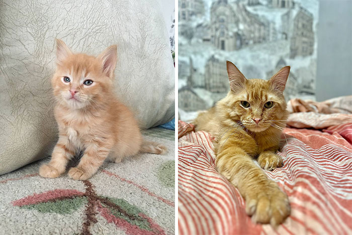 “Cat Grows”: 29 Side-By-Side Comparisons Of Cats Now And When They Were Little (New Pics)