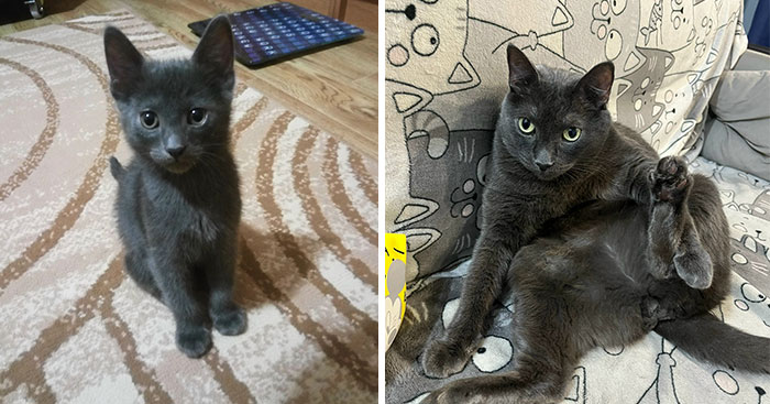 “Cat Grows”: 29 Side-By-Side Comparisons Of Cats Now And When They Were Little (New Pics)