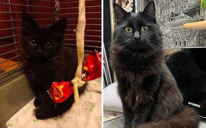 “Cat Grows”: 29 Side-By-Side Comparisons Of Cats Now And When They Were Little (New Pics)