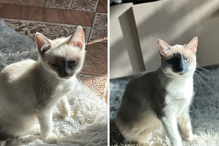 “Cat Grows”: 29 Side-By-Side Comparisons Of Cats Now And When They Were Little (New Pics)