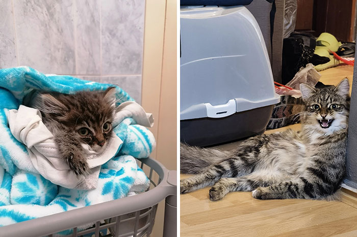 “Cat Grows”: 29 Side-By-Side Comparisons Of Cats Now And When They Were Little (New Pics)