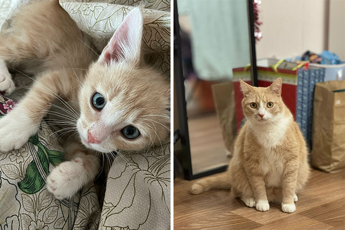 “Cat Grows”: 29 Side-By-Side Comparisons Of Cats Now And When They Were Little (New Pics)