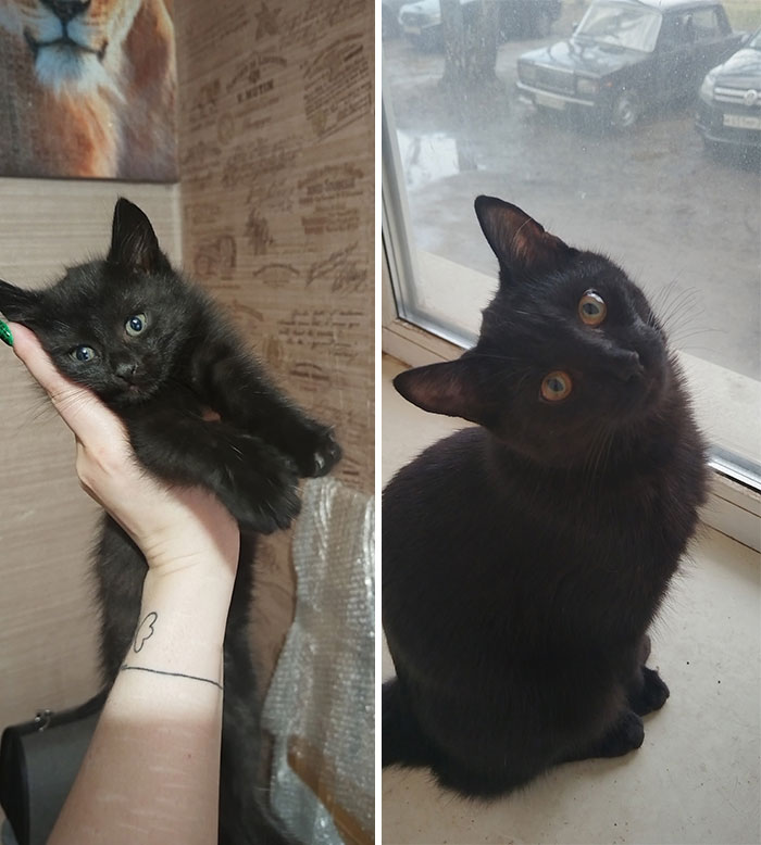 “Cat Grows”: 29 Side-By-Side Comparisons Of Cats Now And When They Were Little (New Pics)