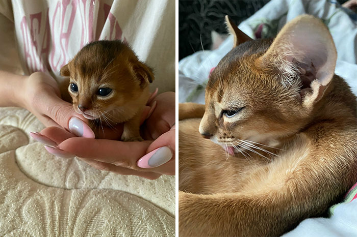 “Cat Grows”: 29 Side-By-Side Comparisons Of Cats Now And When They Were Little (New Pics)