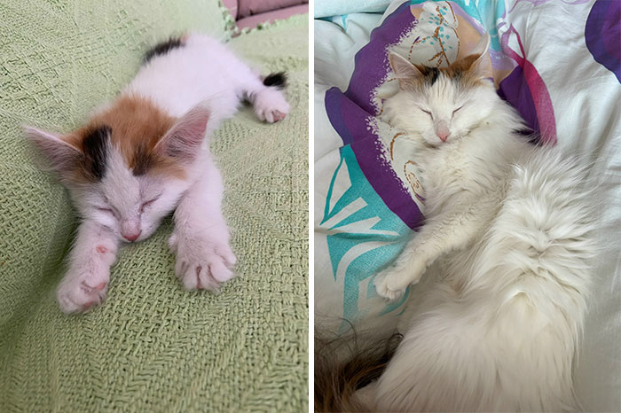 “Cat Grows”: 29 Side-By-Side Comparisons Of Cats Now And When They Were Little (New Pics)