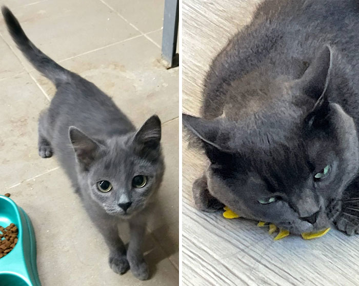 “Cat Grows”: 29 Side-By-Side Comparisons Of Cats Now And When They Were Little (New Pics)
