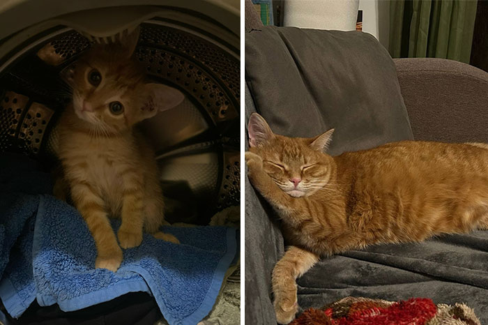 “Cat Grows”: 29 Side-By-Side Comparisons Of Cats Now And When They Were Little (New Pics)