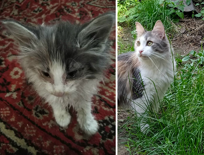 “Cat Grows”: 29 Side-By-Side Comparisons Of Cats Now And When They Were Little (New Pics)