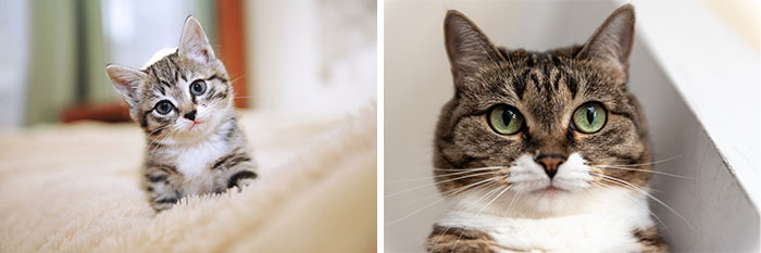 “Cat Grows”: 29 Side-By-Side Comparisons Of Cats Now And When They Were Little (New Pics)