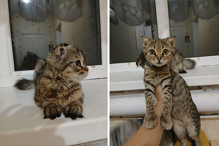 “Cat Grows”: 29 Side-By-Side Comparisons Of Cats Now And When They Were Little (New Pics)