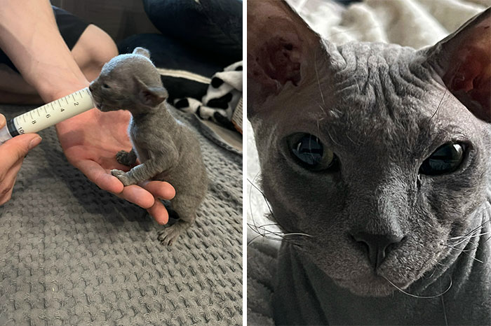 “Cat Grows”: 29 Side-By-Side Comparisons Of Cats Now And When They Were Little (New Pics)