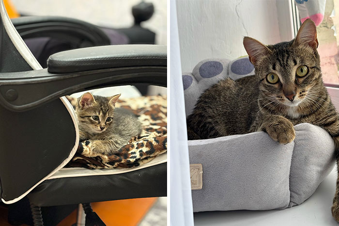 “Cat Grows”: 29 Side-By-Side Comparisons Of Cats Now And When They Were Little (New Pics)