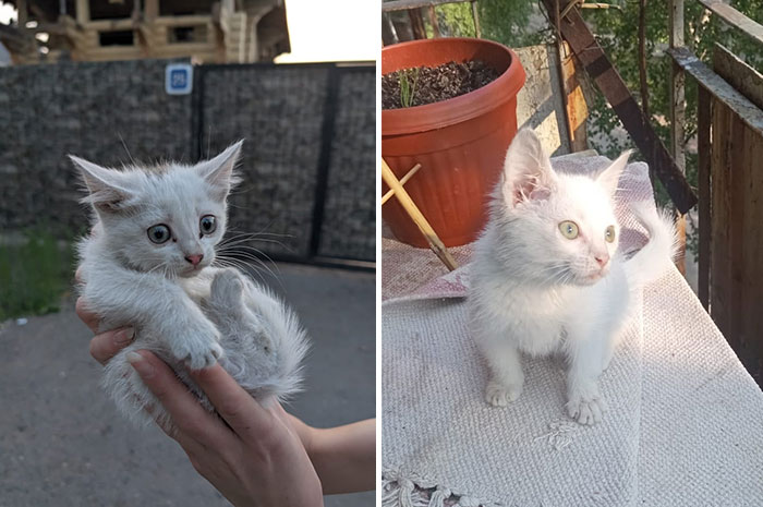 “Cat Grows”: 29 Side-By-Side Comparisons Of Cats Now And When They Were Little (New Pics)