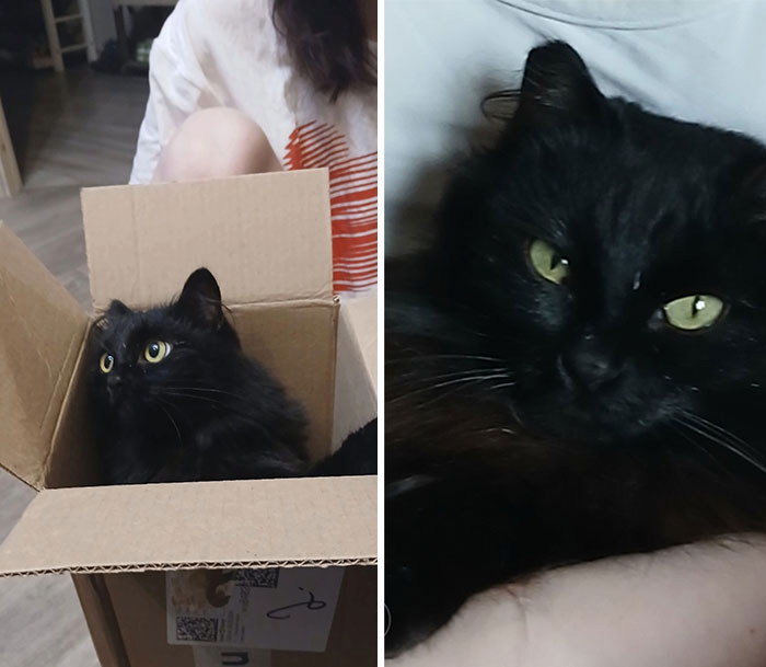 “Cat Grows”: 29 Side-By-Side Comparisons Of Cats Now And When They Were Little (New Pics)