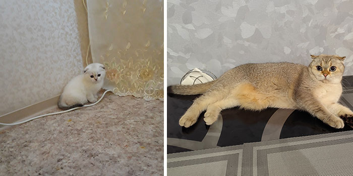 “Cat Grows”: 29 Side-By-Side Comparisons Of Cats Now And When They Were Little (New Pics)