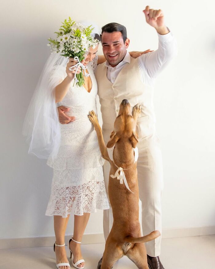 Stray Dog Crashes A Wedding And Leaves With A Forever Family