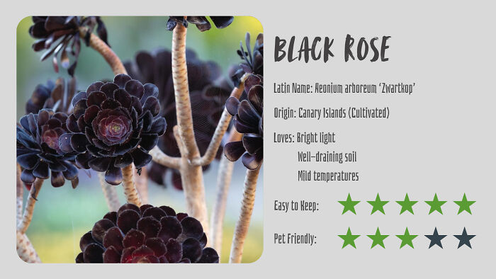 Nature’s Dark Side: 24 Creepy Plants You Might Not Believe Are Real